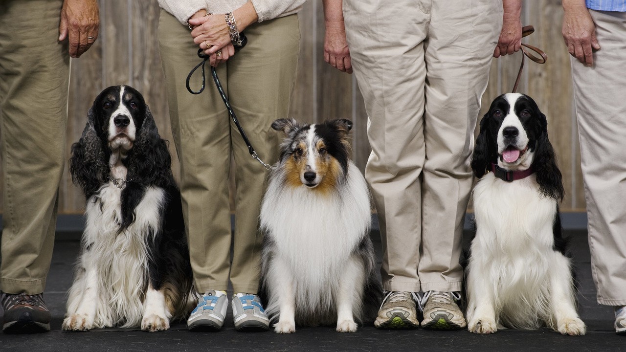 Show Dogs