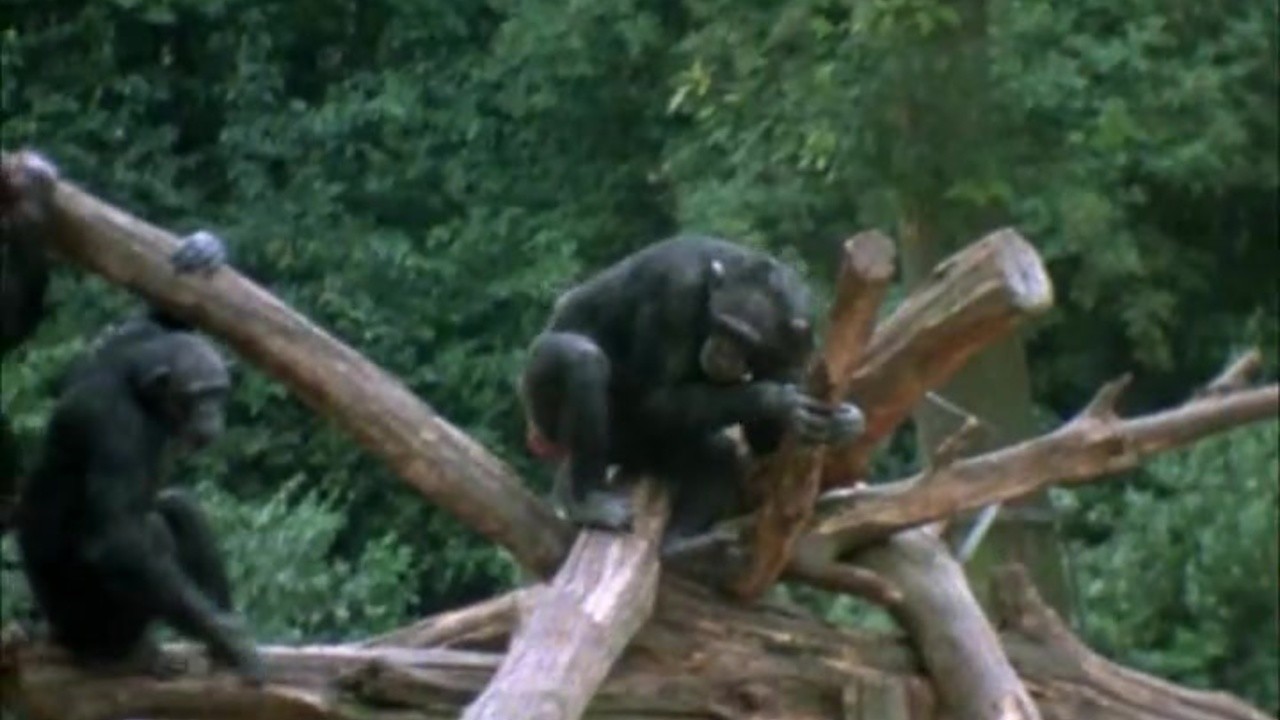 The Family of Chimps