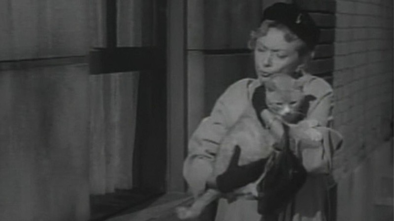 Alfred Hitchcock Presents: Miss Paisley's Cat