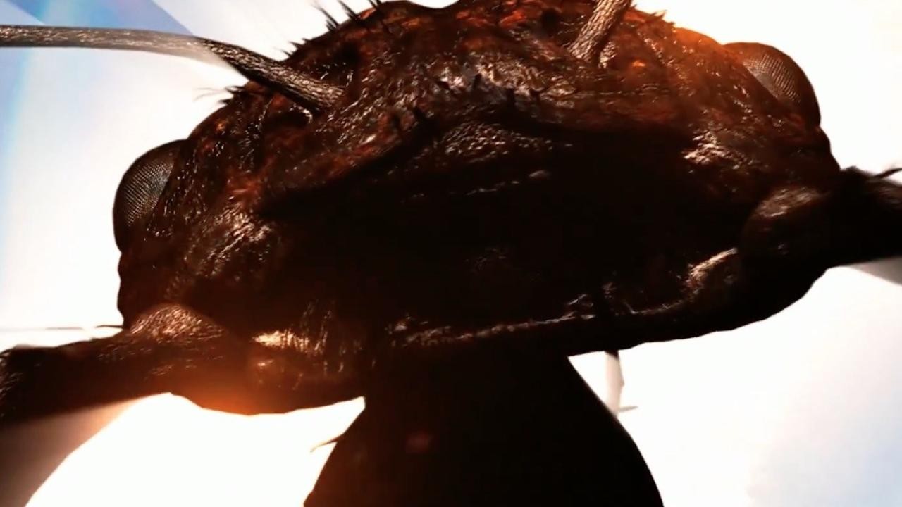 Dead Ant