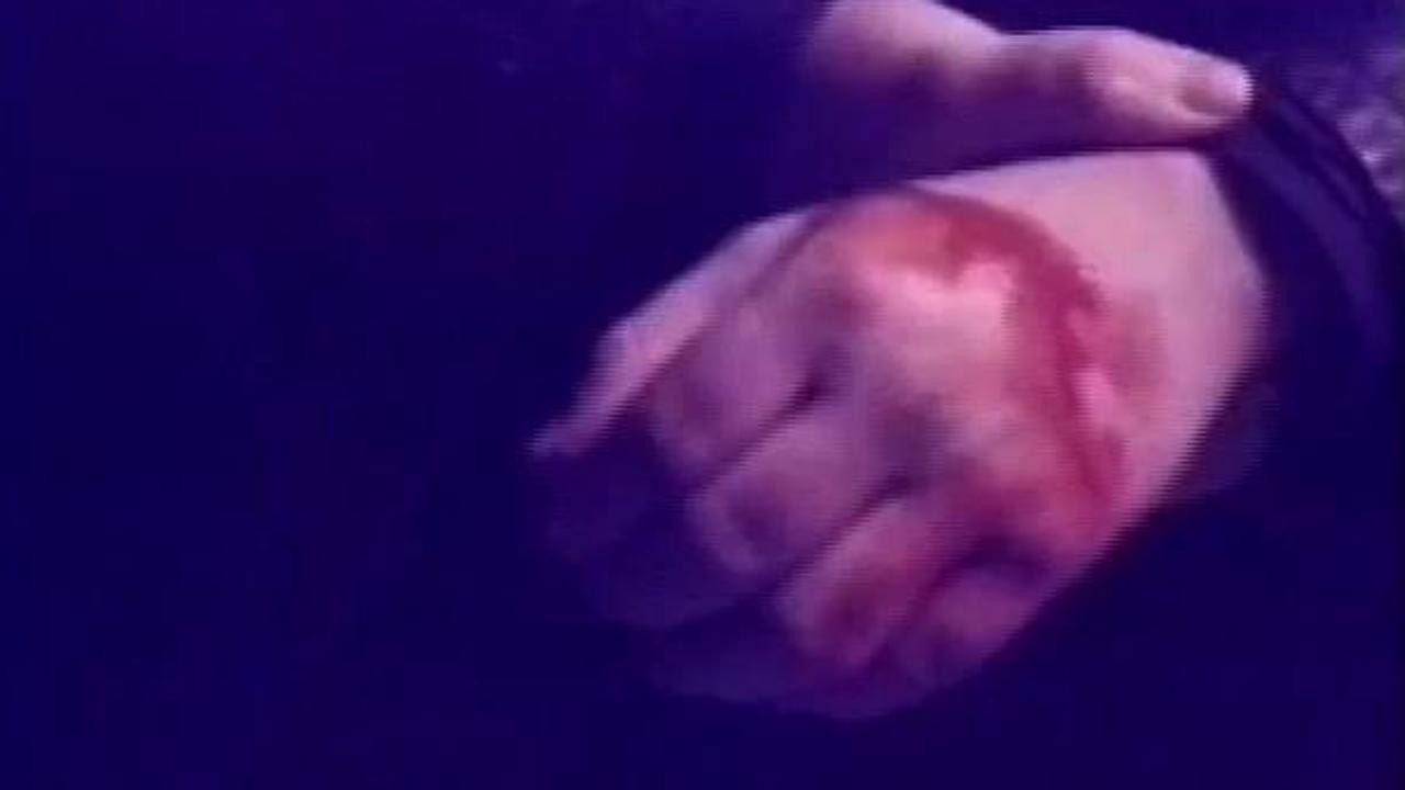 Bites: The Werewolf Chronicles