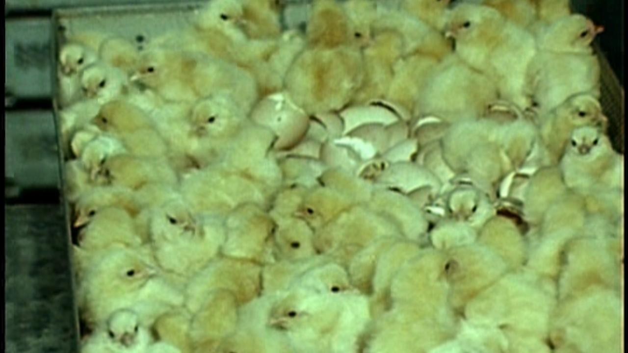 Chicken Real (1970) | MUBI