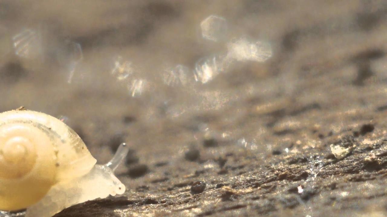 Life at a Snail's Pace