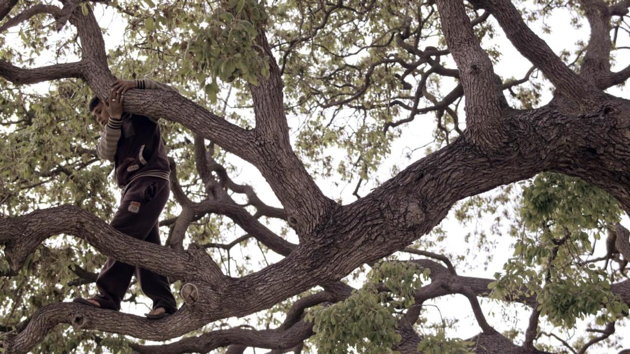 The Bride's Tree