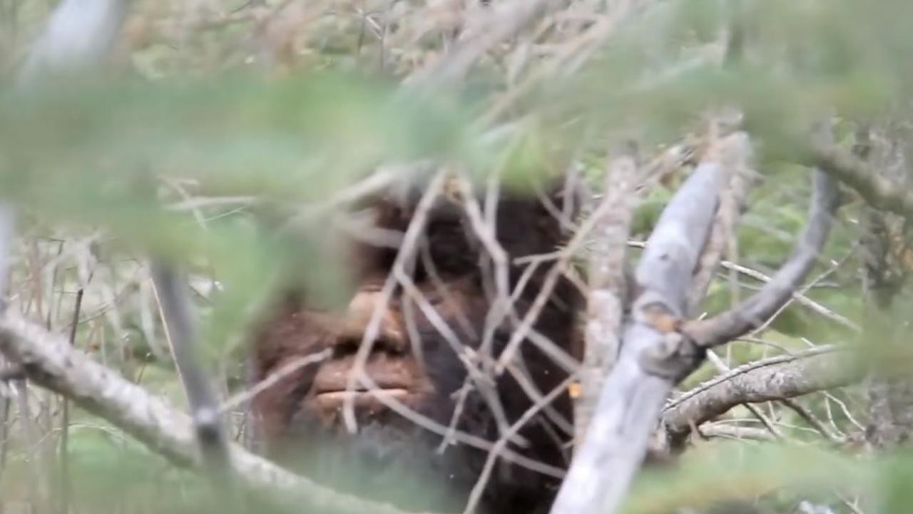 Discovering Bigfoot