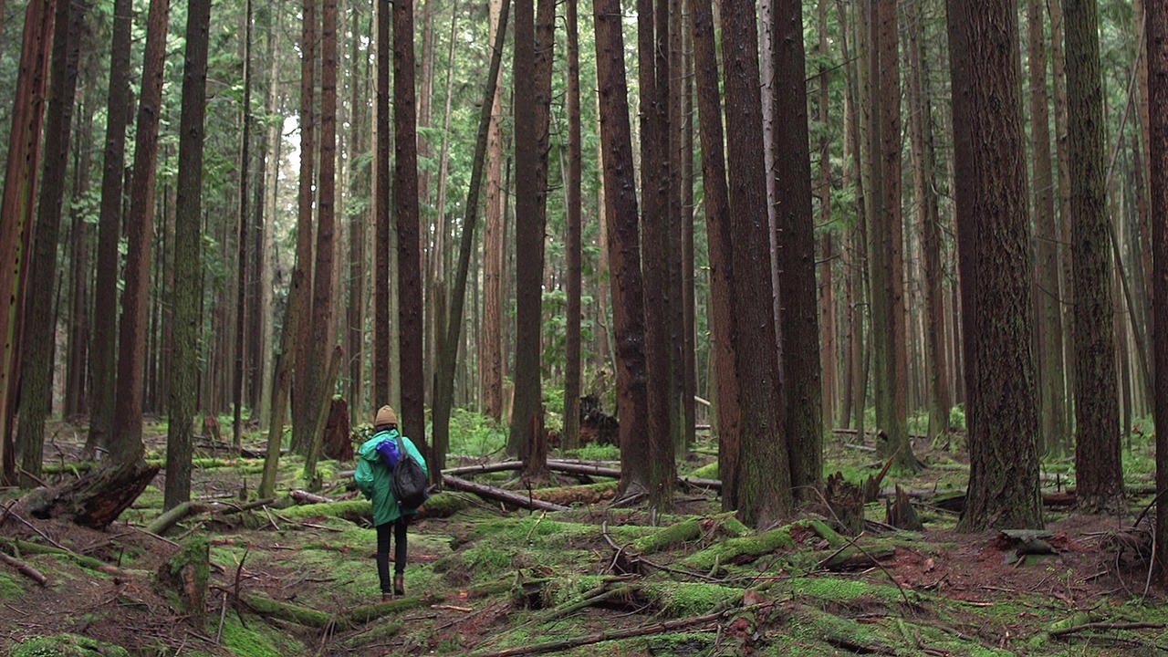 Forest Movie