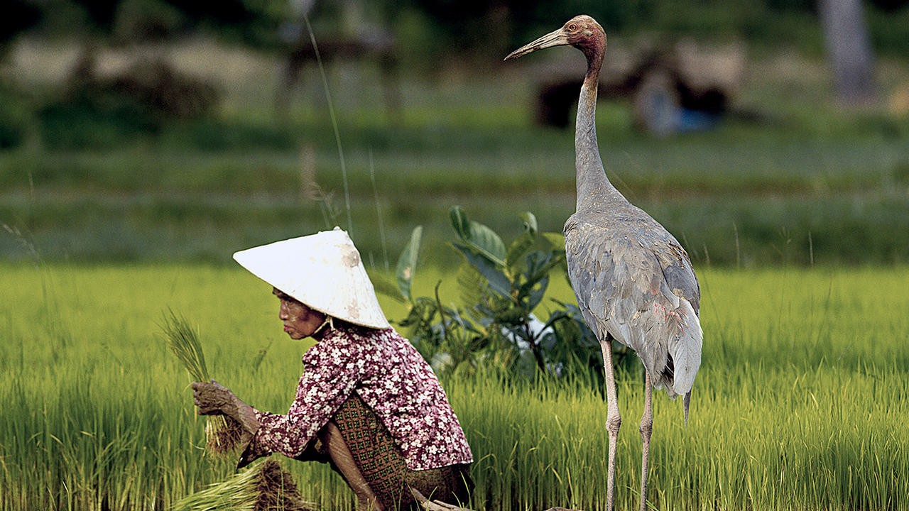 Angkor Awakens: A Portrait of Cambodia