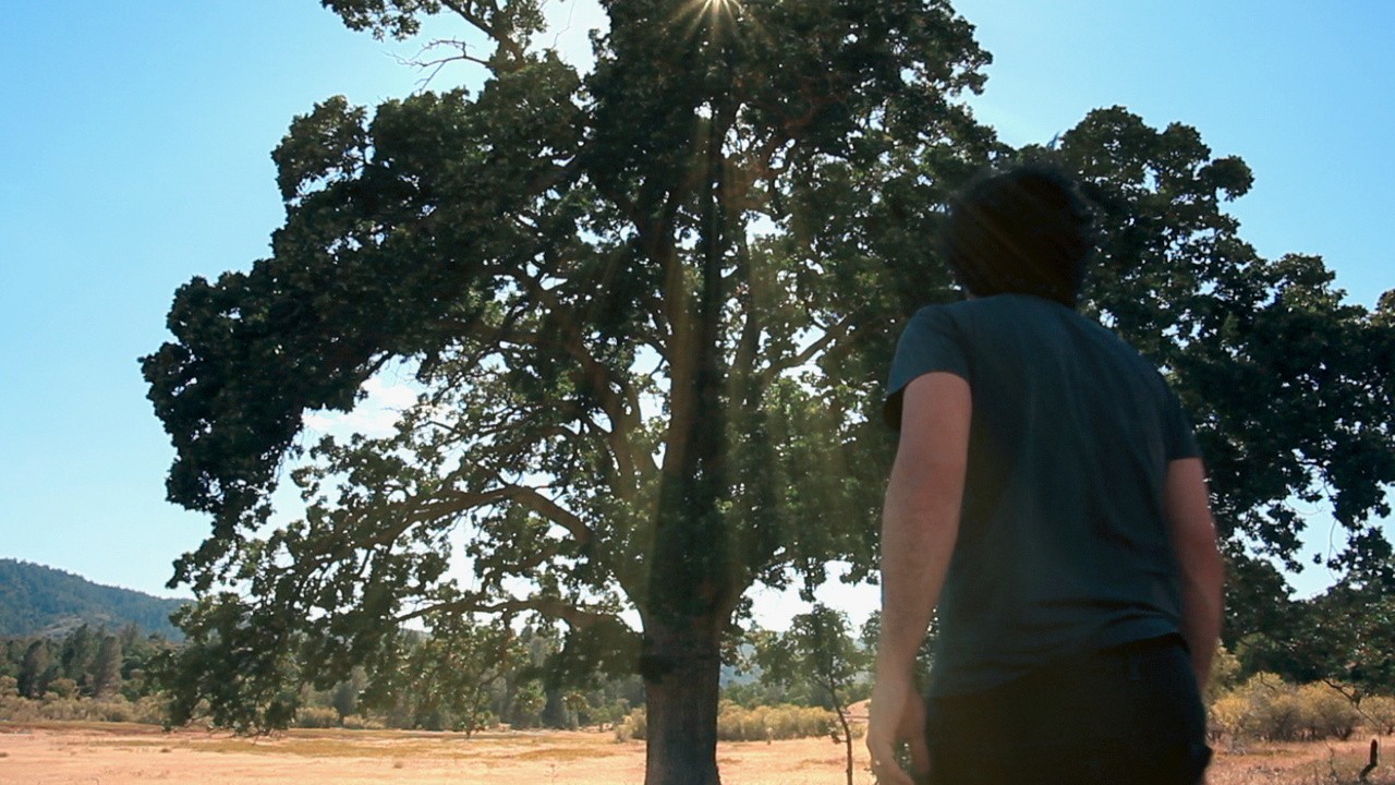 The Lost Tree