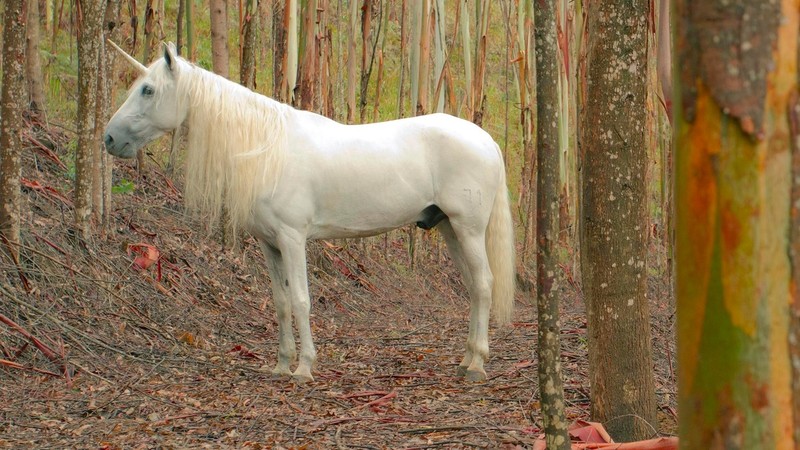 Unicorn