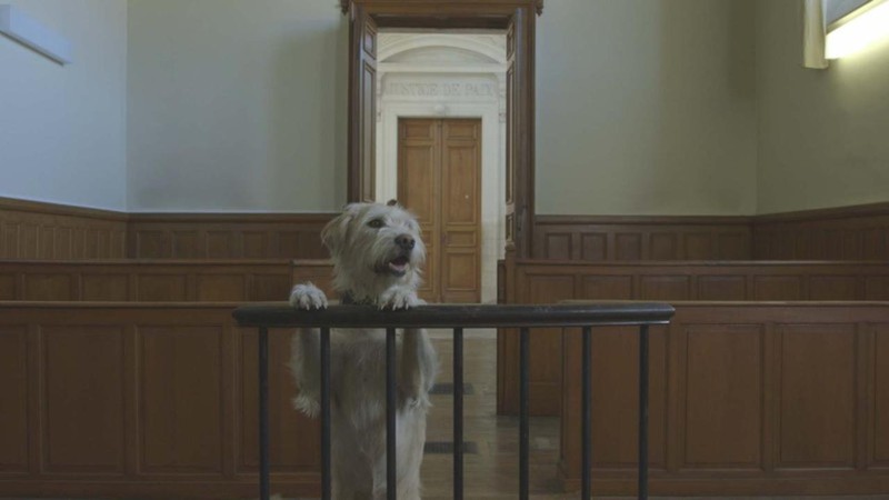 Do Animals Have Rights 2016 MUBI Do animals have rights 2016 mubi
