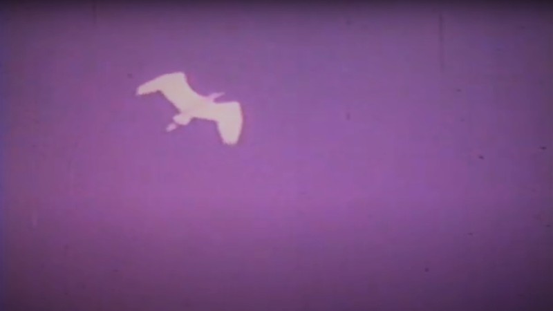 Migration