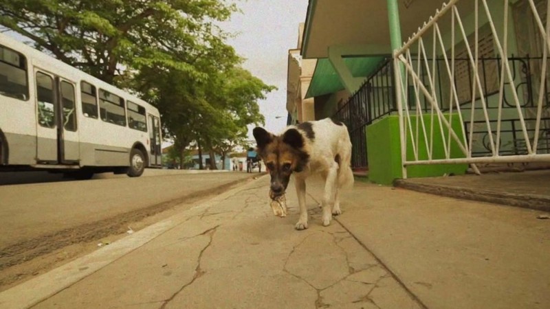 A Day a Dog in Cuba