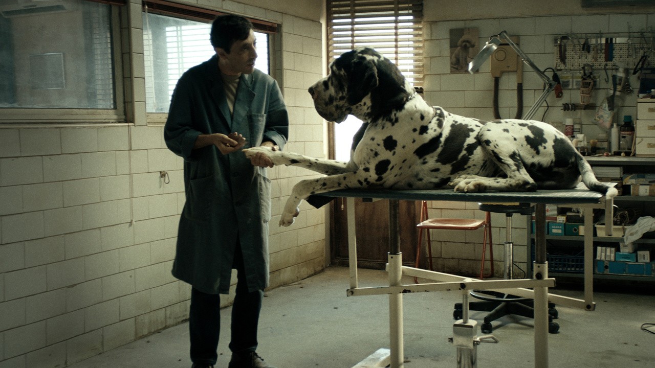 Image du film Dogman