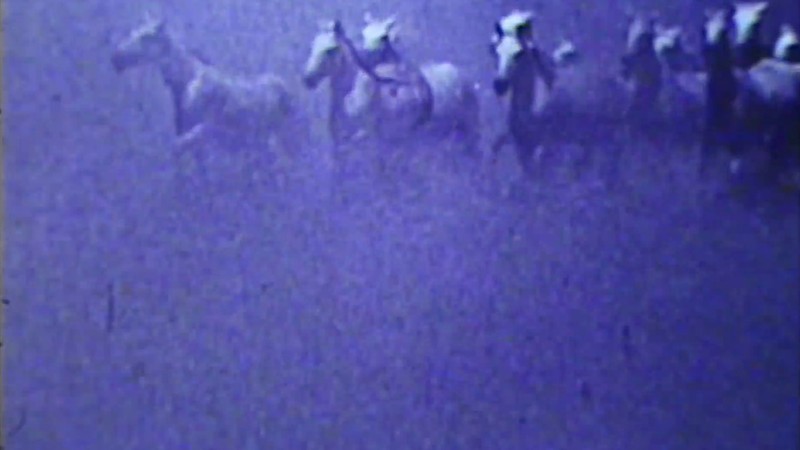 Dream of the Wild Horses