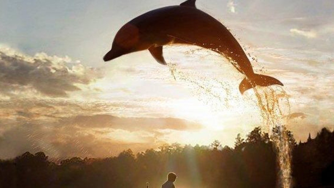 A Dolphin in Our Lake