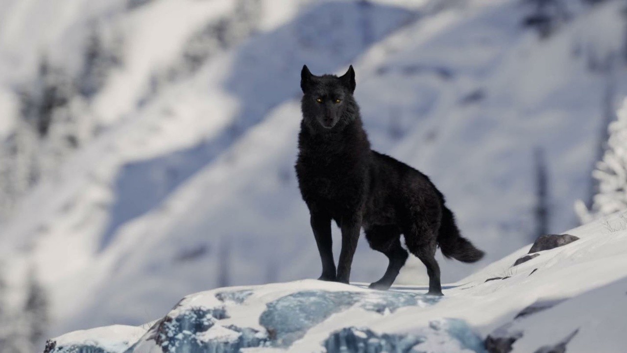 Image du film L'Appel de la forêt