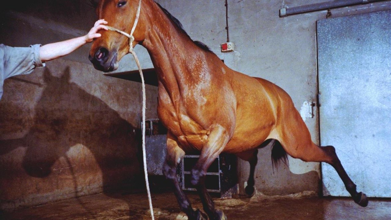 Dead Horse