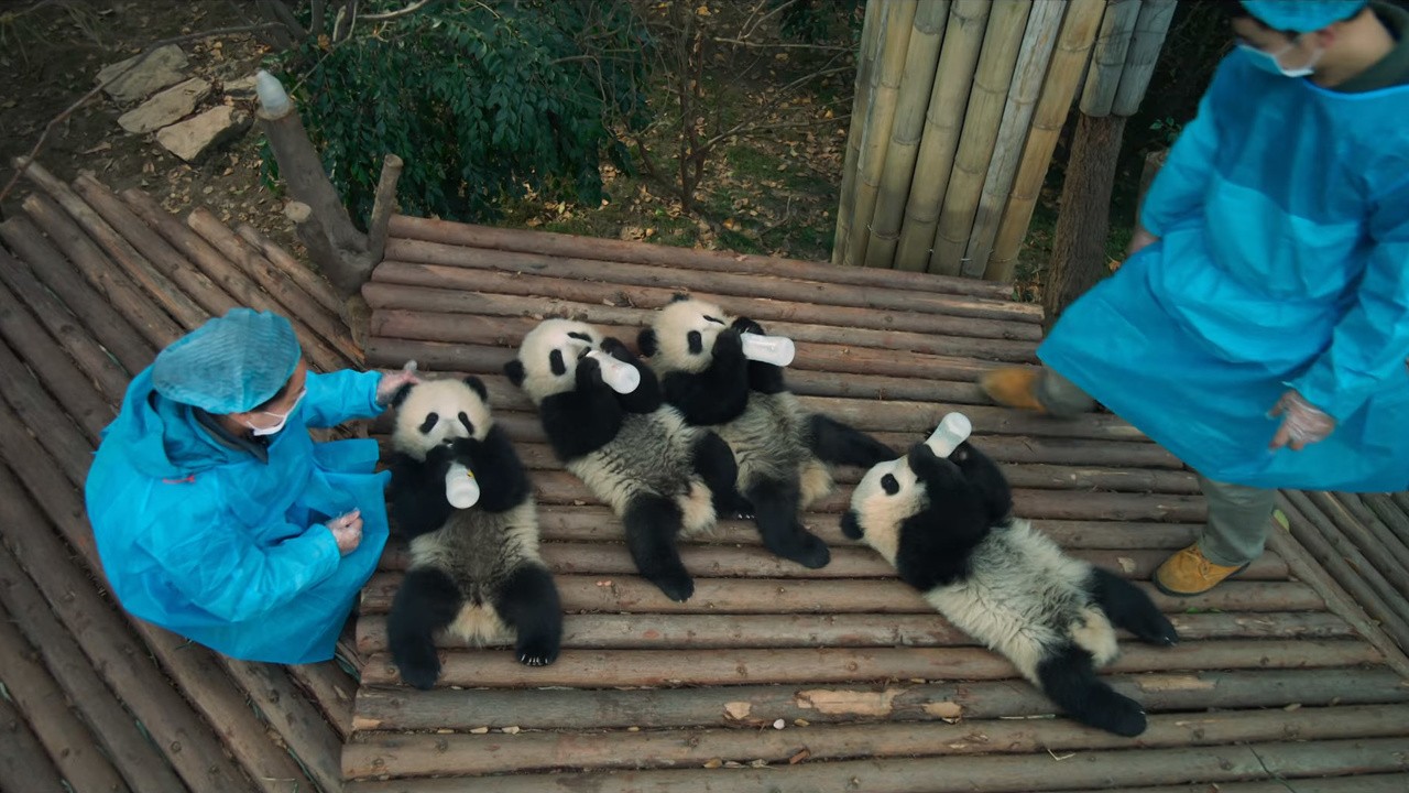 Pandas