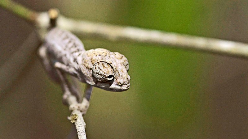 Madagascar