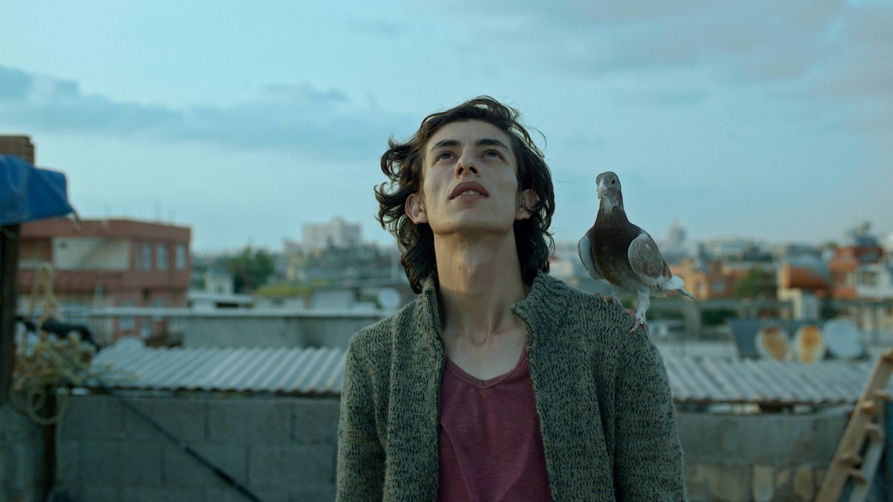The Pigeon