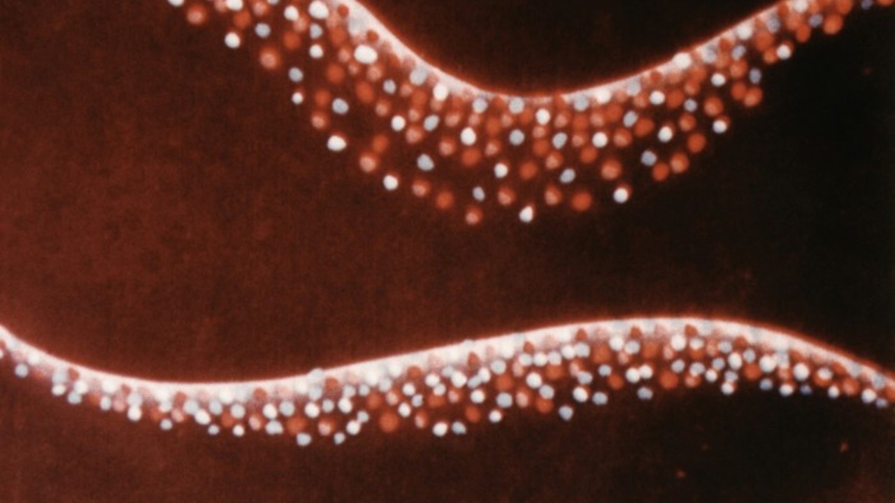 Two Colours 1933 Mubi