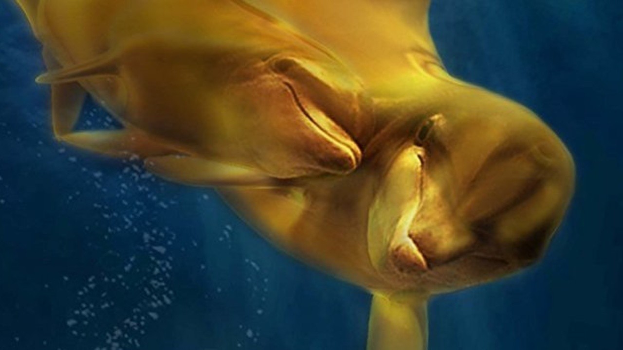 Naya Legend of the Golden Dolphin