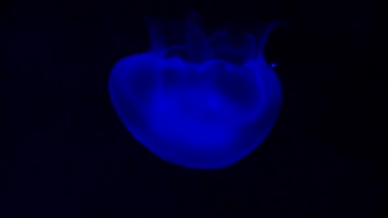 Jellyfish