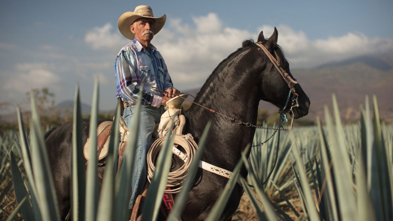 Agave: Spirit of a Nation