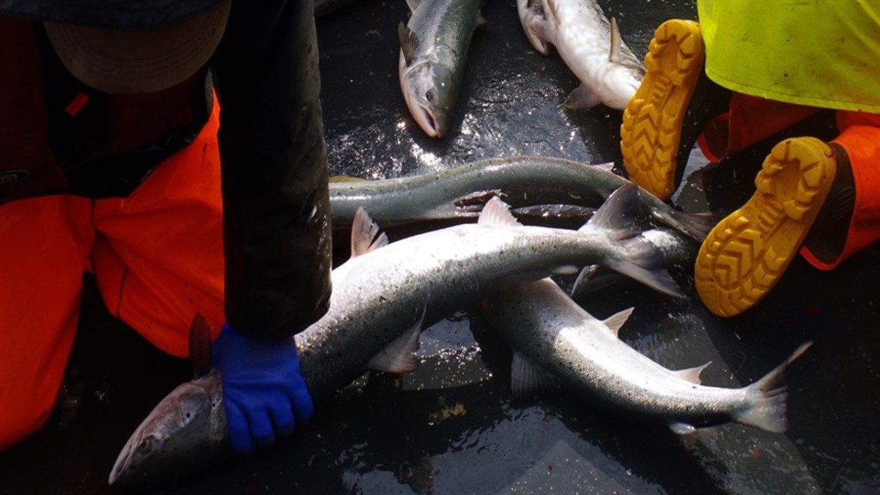 Of Fish and Foe