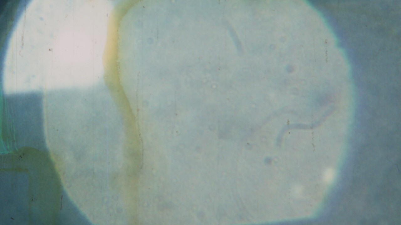 Light Licks: Love Stains