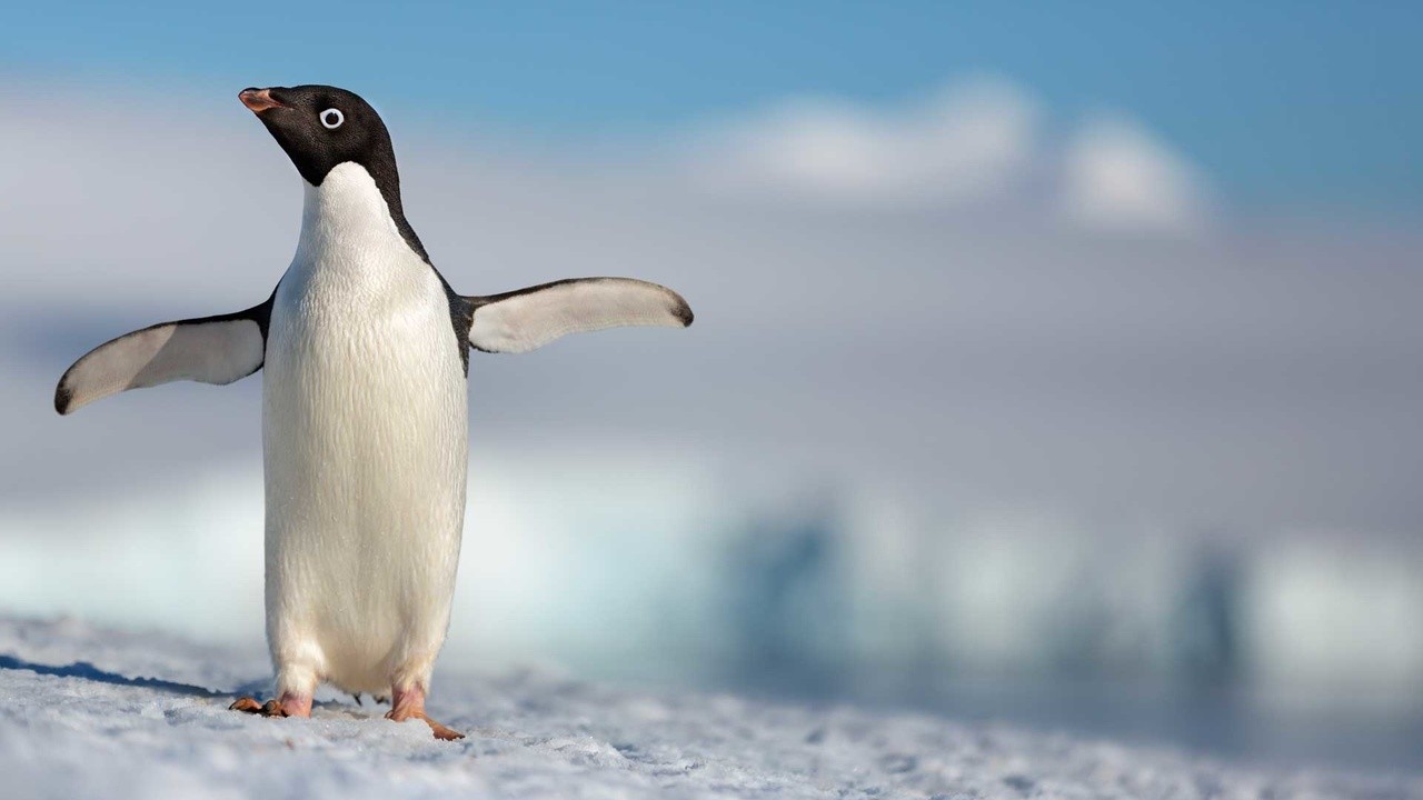 Disneynature's Penguins