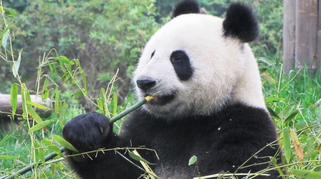 China: The Panda Adventure