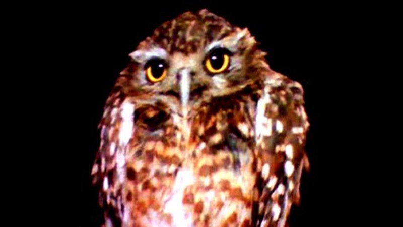 Lechuza
