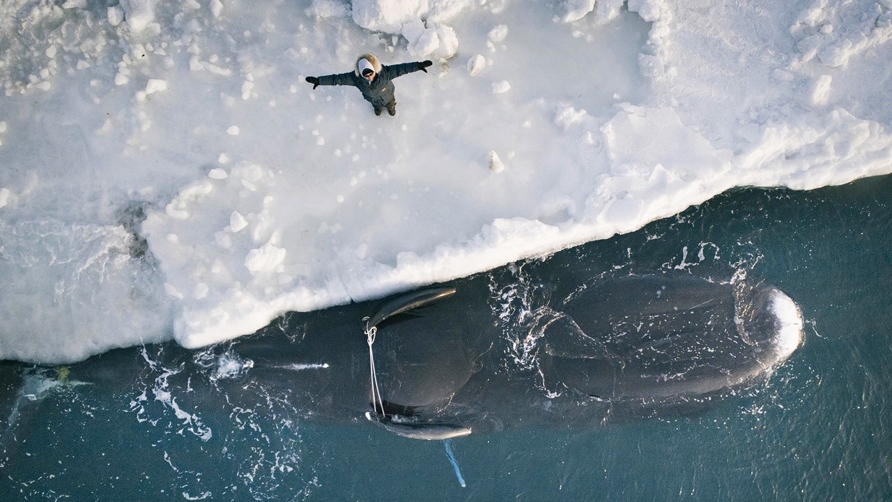 Anaiyyuun: Prayer for the Whale