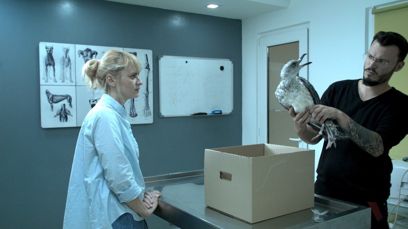 The Seagull