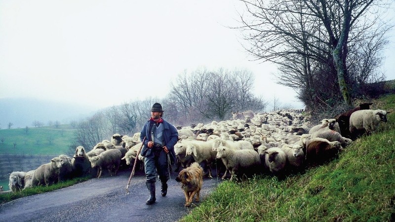 Shepherds' Journey Into the Third Millenium