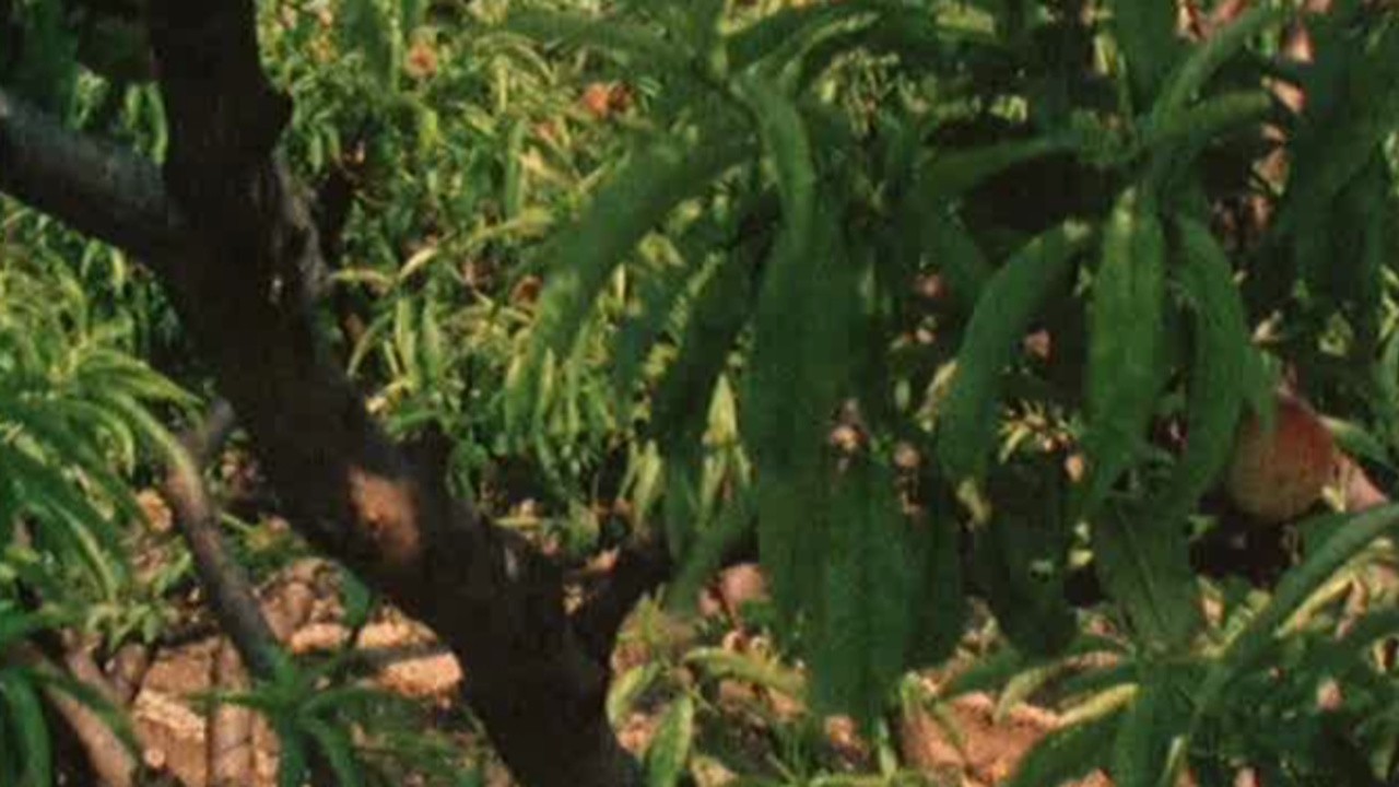 Image du film Champ provencal