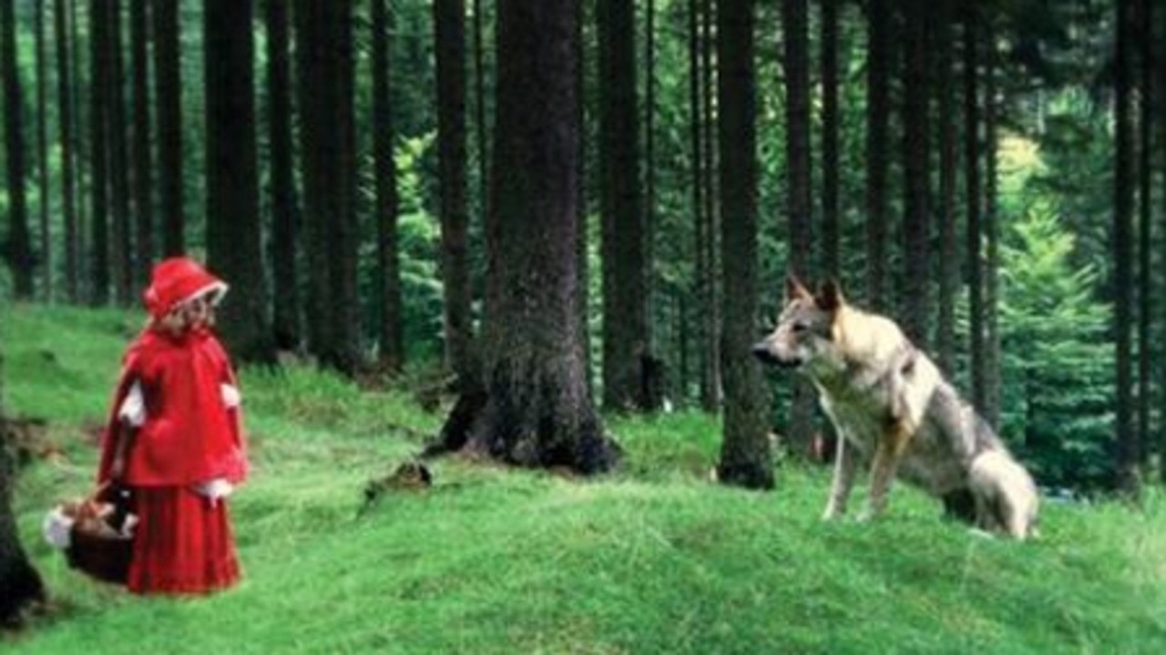 Who's Afraid of the Wolf?