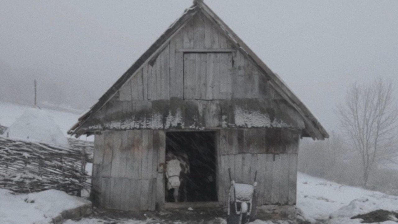 Celebration 2013 Mubi