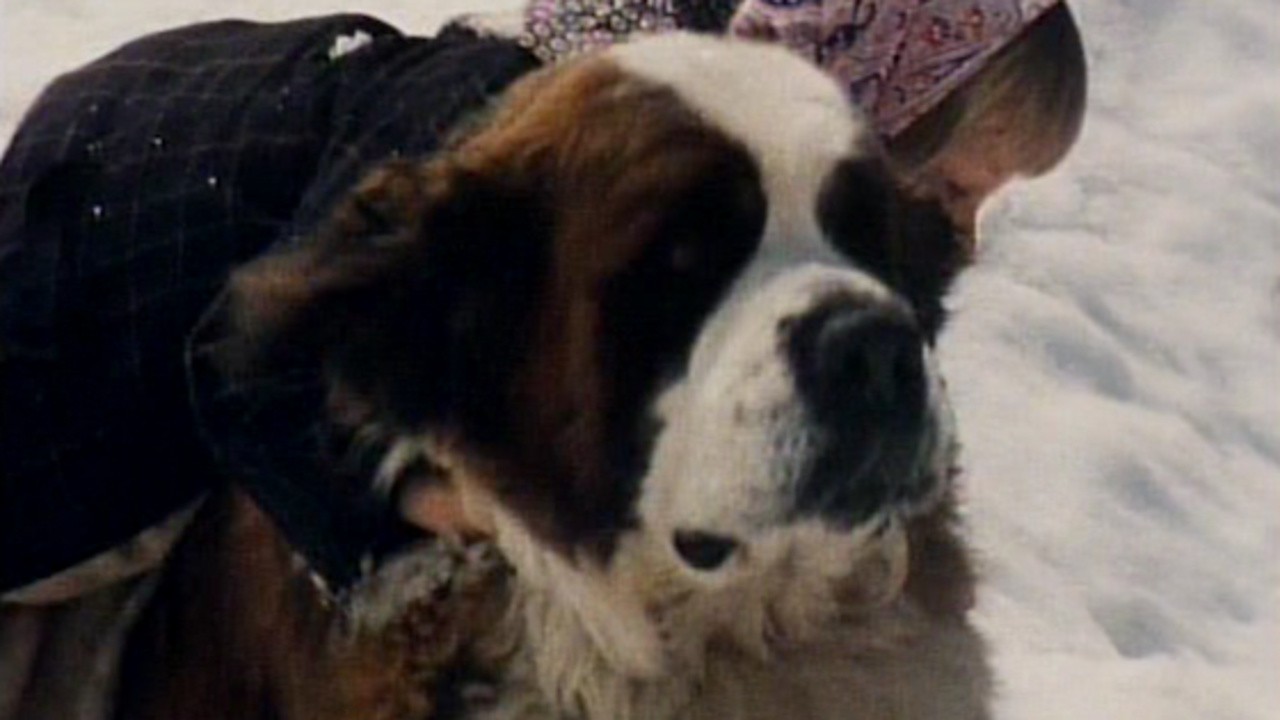 Barry of the Great St. Bernard