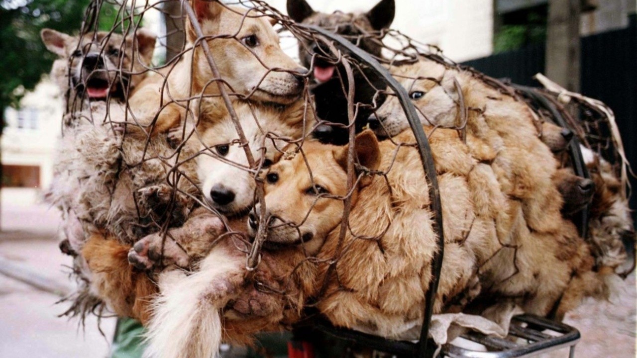 The Road to Yulin and Beyond