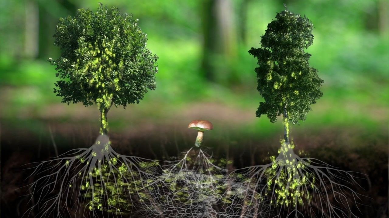 Image du film L'Intelligence des Arbres