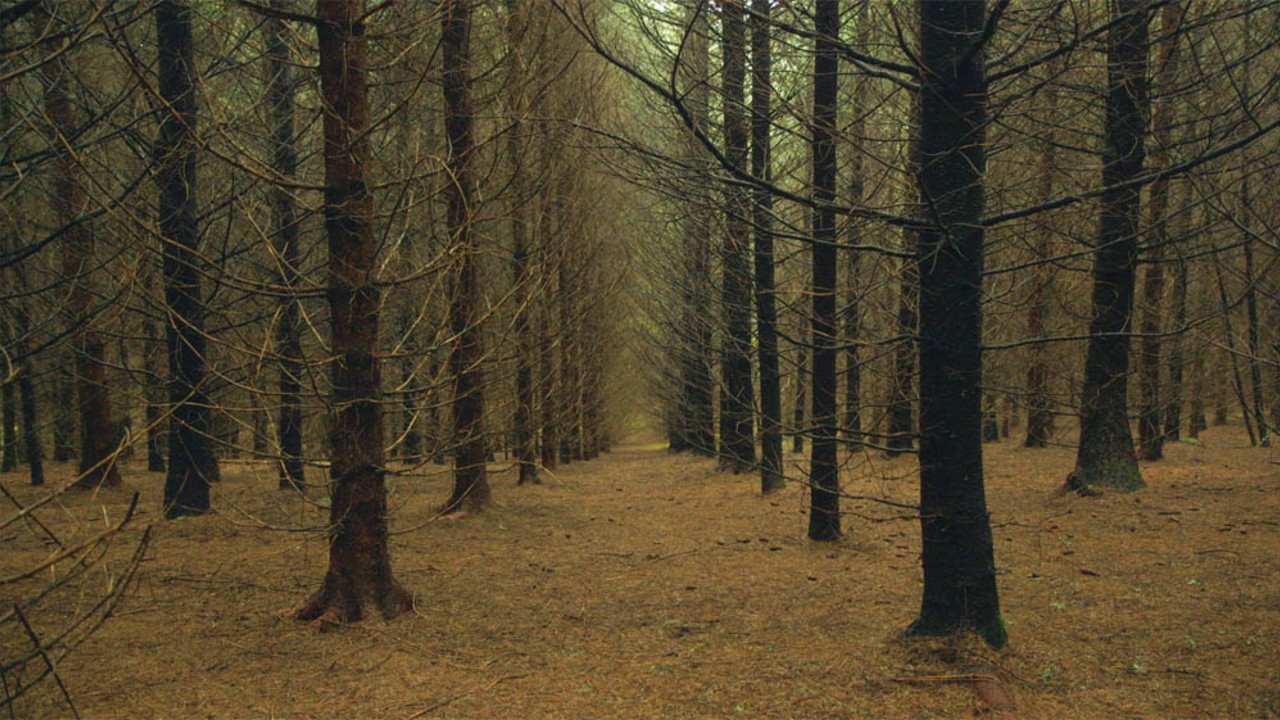 Image du film Le Temps des forêts