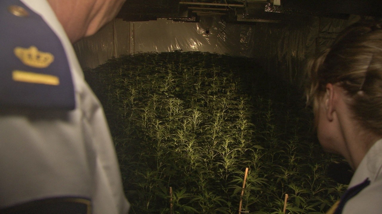 Dutch Weed