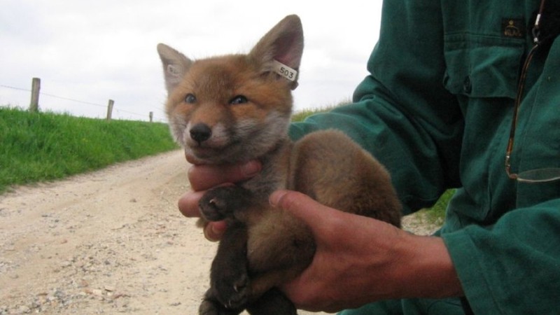 Bloody Fox
