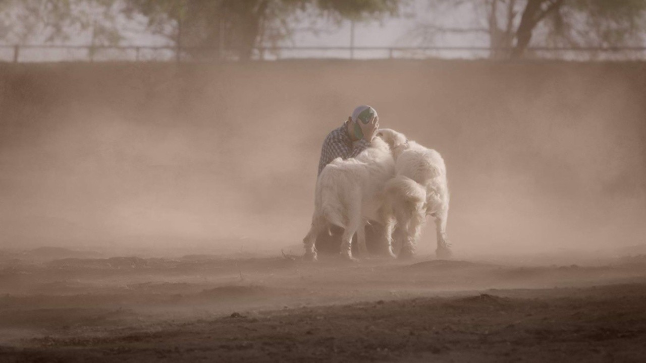 Image du film Tout est possible (The biggest little farm)