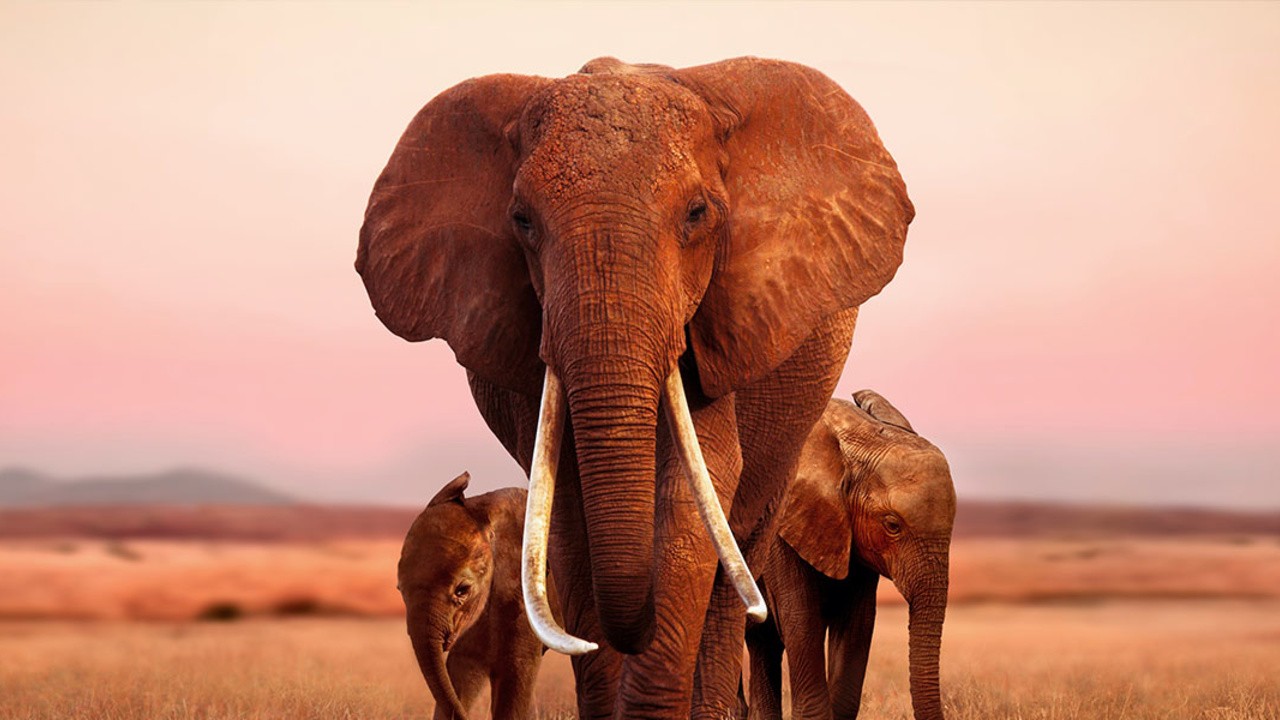The Elephant Queen