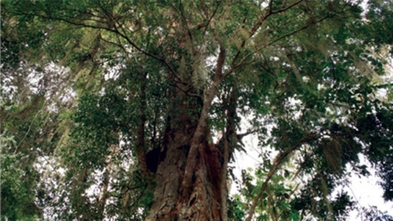 The Music Tree
