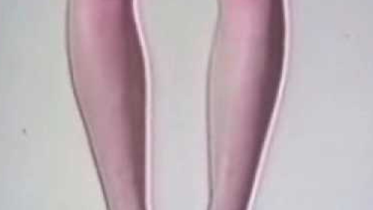 Up Your Legs Forever