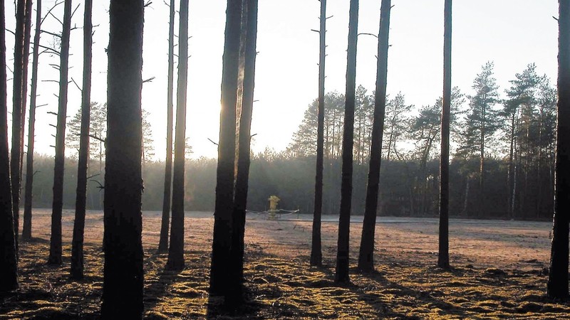 Black Gold under Notecka Forest